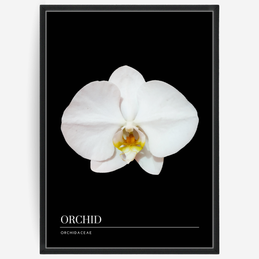 Botanical poster featuring a orchid flower on a black background with a grey passepartout and text elements showing the English and Latin plant name.