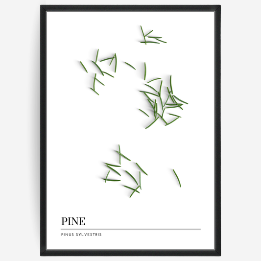 Botanical poster featuring pine needles on a white background with a grey passepartout and text elements showing the English and Latin plant name.