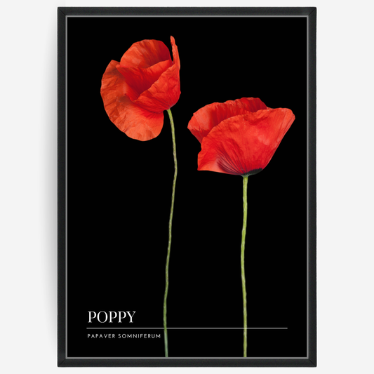 Botanical poster featuring two red poppies on a black background with a grey passepartout and text elements showing the English and Latin plant name.