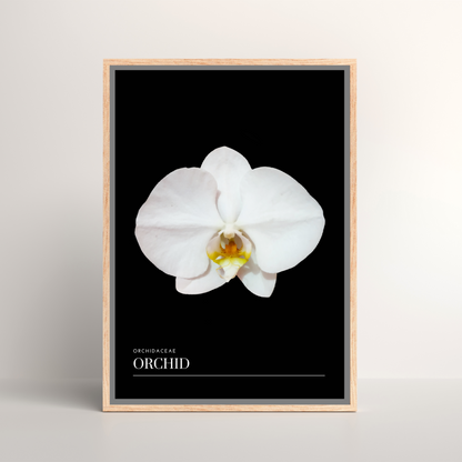 Orchid