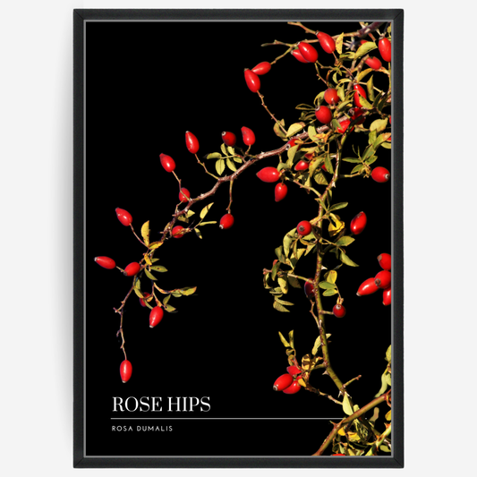 Botanical poster featuring a rose hips branch on a black background with a grey passepartout and text elements showing the English and Latin plant name.