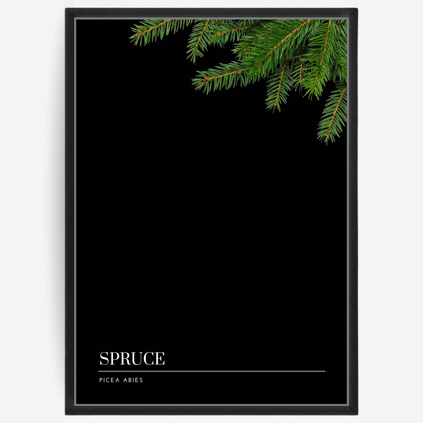 Botanical poster featuring a spruce branch on a black background with a grey passepartout and text elements showing the English and Latin plant name.