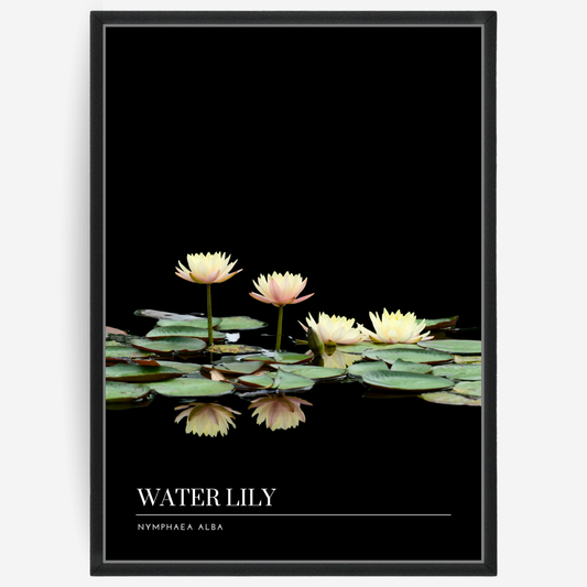 Botanical poster featuring water lilies on a black background with a grey passepartout and text elements showing the English and Latin plant name.