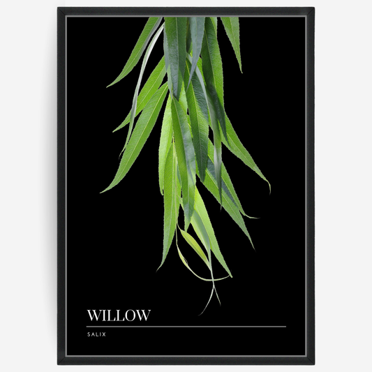Botanical poster featuring willow leaves on a black background with a grey passepartout and text elements showing the English and Latin plant name.