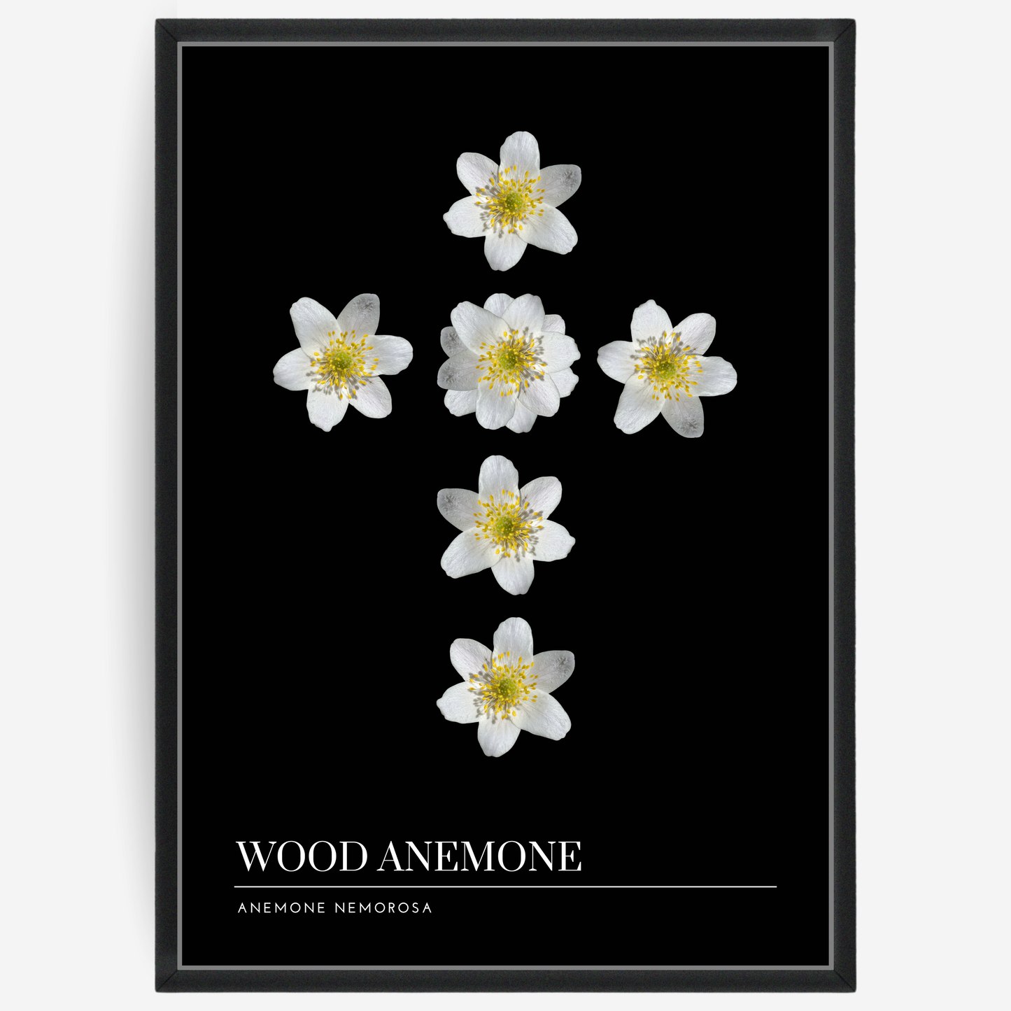 Botanical poster featuring wood anemones on a black background with a grey passepartout and text elements showing the English and Latin plant name.