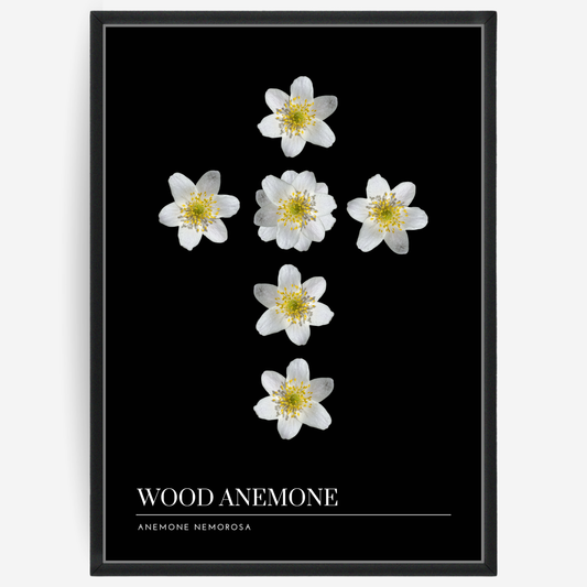 Botanical poster featuring wood anemones on a black background with a grey passepartout and text elements showing the English and Latin plant name.