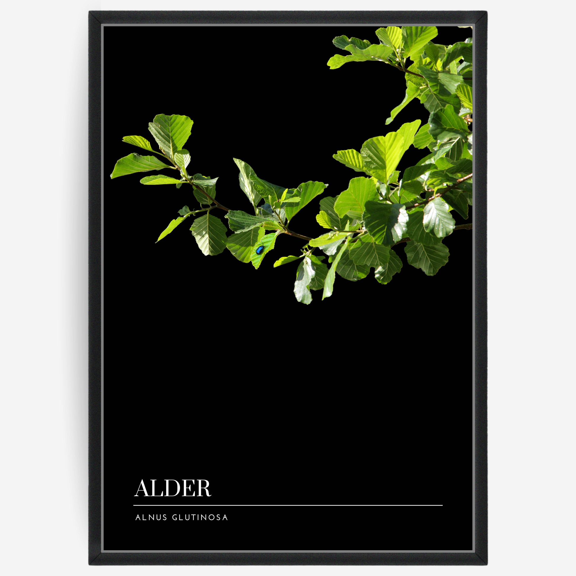 Botanical poster featuring an alder branch on a black background with a grey passepartout and text elements showing the English and Latin plant name.