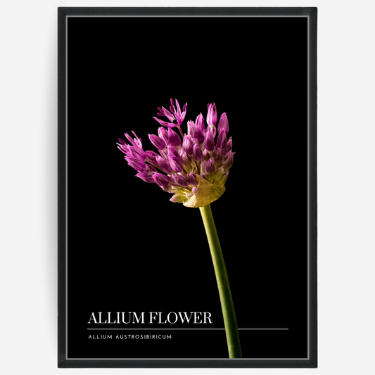 Botanical poster featuring a pink allium flower on a black  background with a grey passepartout and text elements showing the English and Latin plant name.