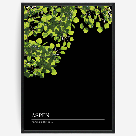 Botanical poster featuring aspen branches on a black background with a grey passepartout and text elements showing the English and Latin plant name.