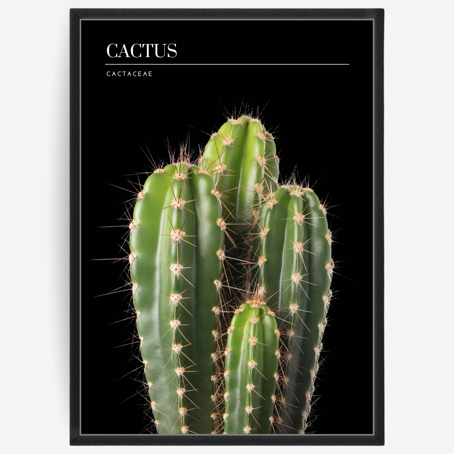 Botanical poster featuring a cactus on a black background with a grey passepartout and text elements showing the English and Latin plant name.