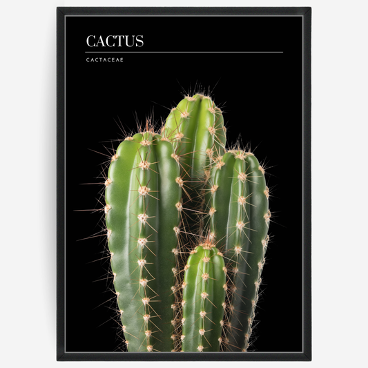 Botanical poster featuring a cactus on a black background with a grey passepartout and text elements showing the English and Latin plant name.