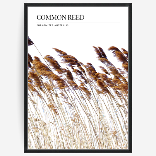 Botanical poster featuring common reed straws on a black white background with a grey passepartout and text elements showing the English and Latin plant name.