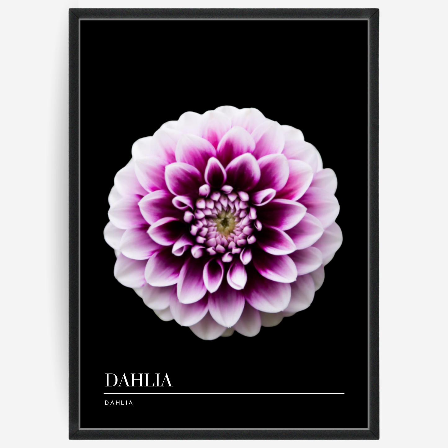 Botanical poster featuring a pink dahlia flower on a black background with a grey passepartout and text elements showing the English and Latin plant name.