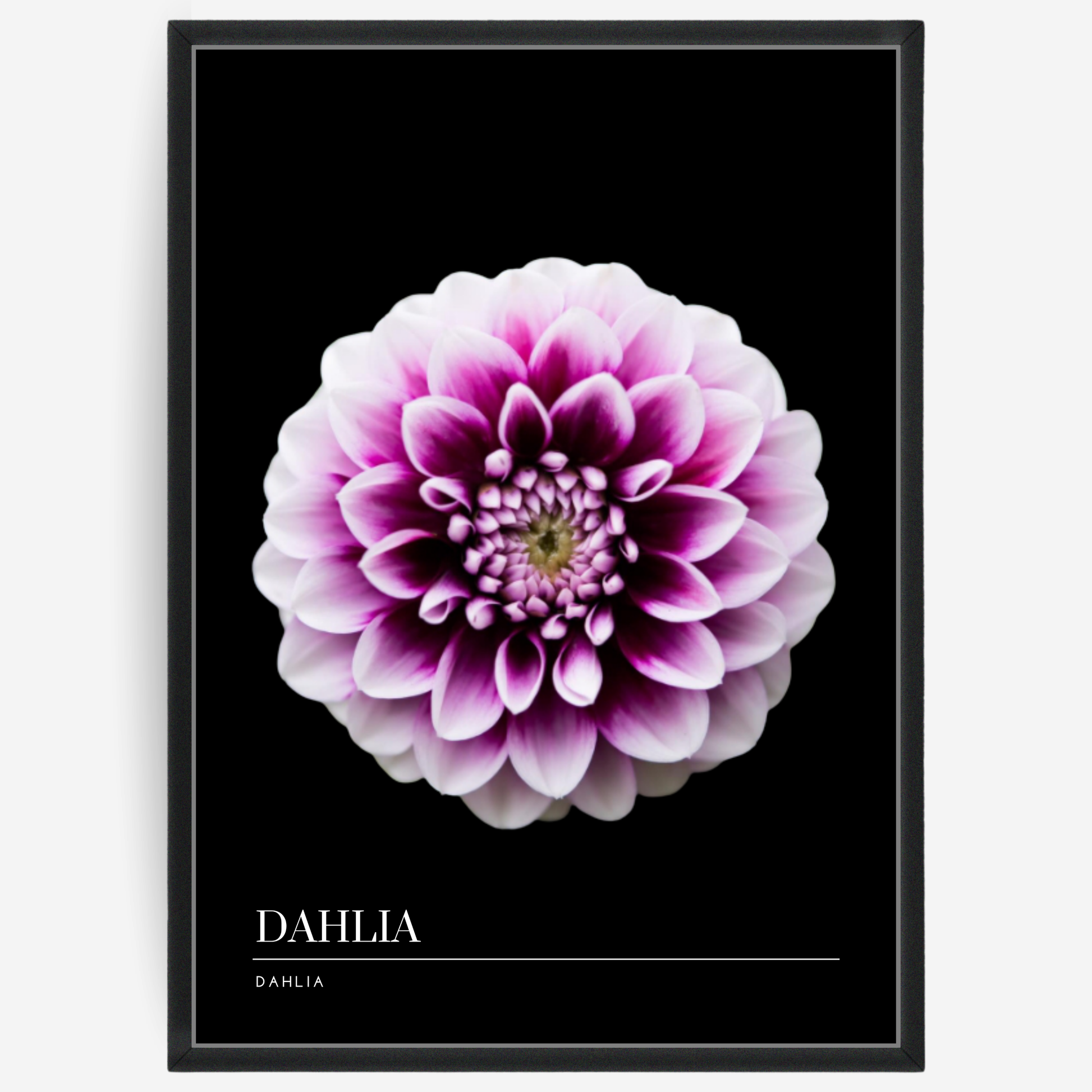 Botanical poster featuring a pink dahlia flower on a black background with a grey passepartout and text elements showing the English and Latin plant name.