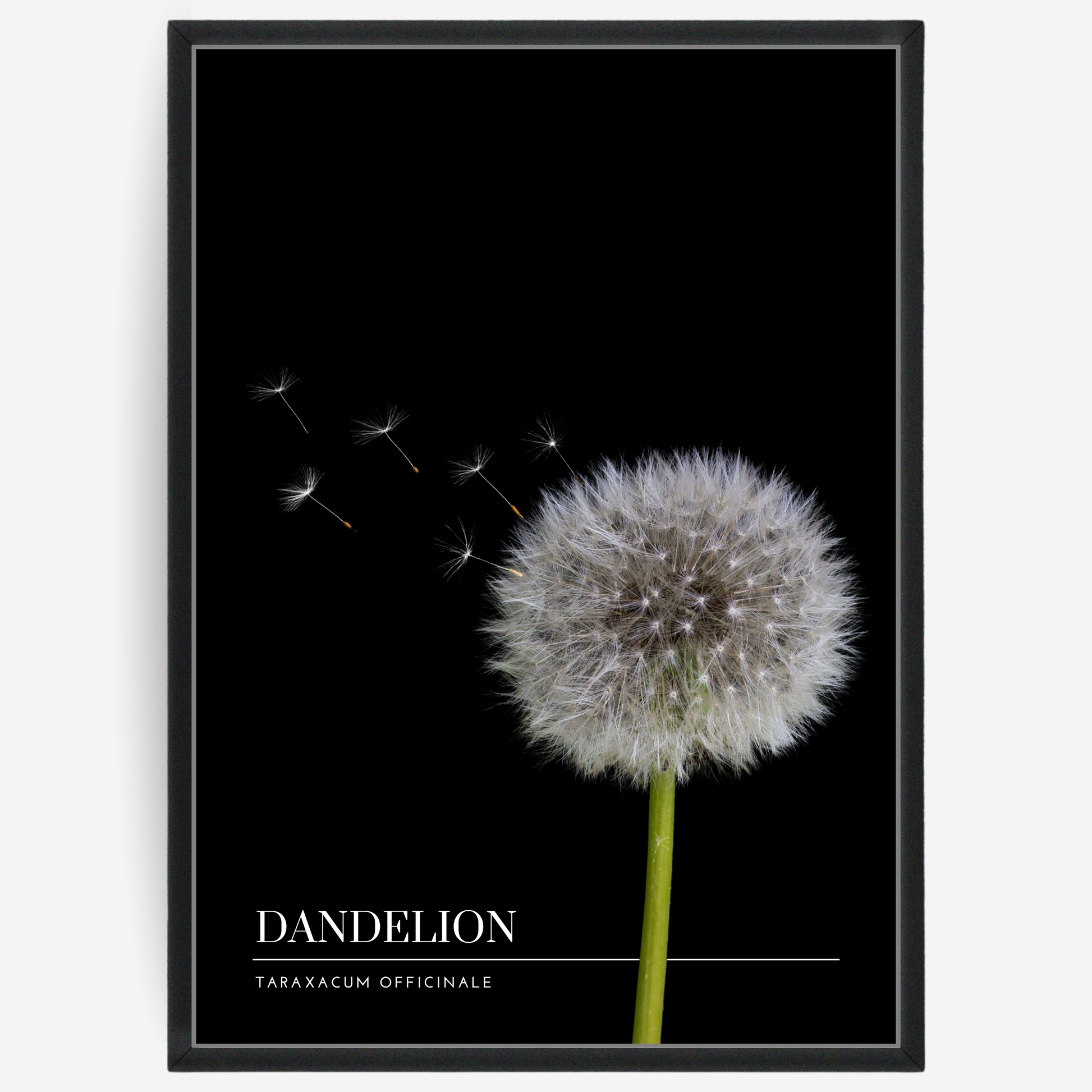 Botanical poster featuring a dandelion on a black background with a grey passepartout and text elements showing the English and Latin plant name.