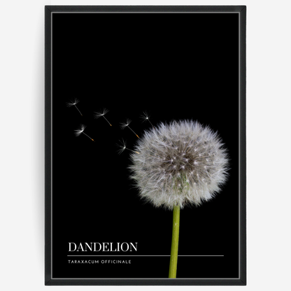Botanical poster featuring a dandelion on a black background with a grey passepartout and text elements showing the English and Latin plant name.