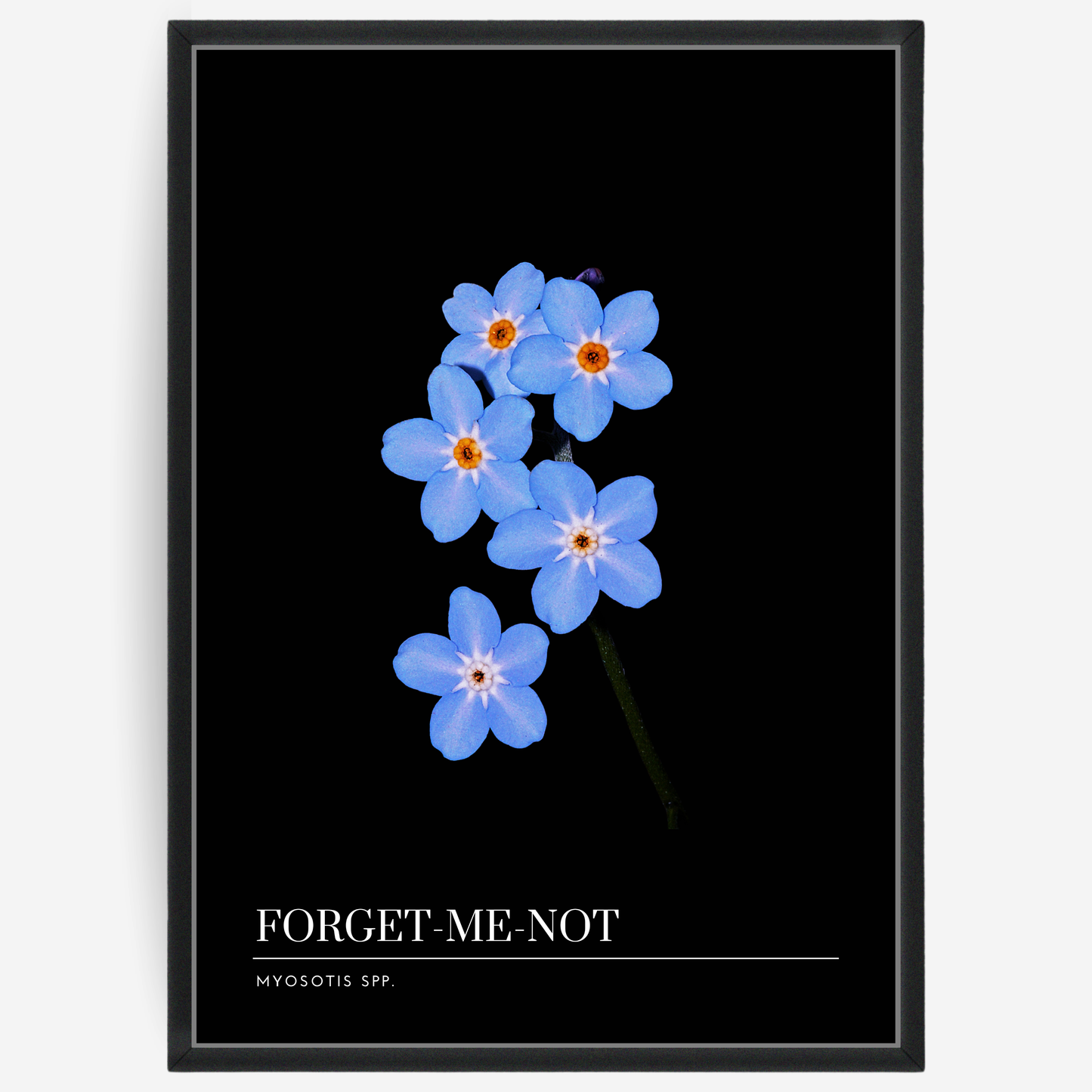 Botanical poster featuring a forget-me-not flower on a black background with a grey passepartout and text elements showing the English and Latin plant name.