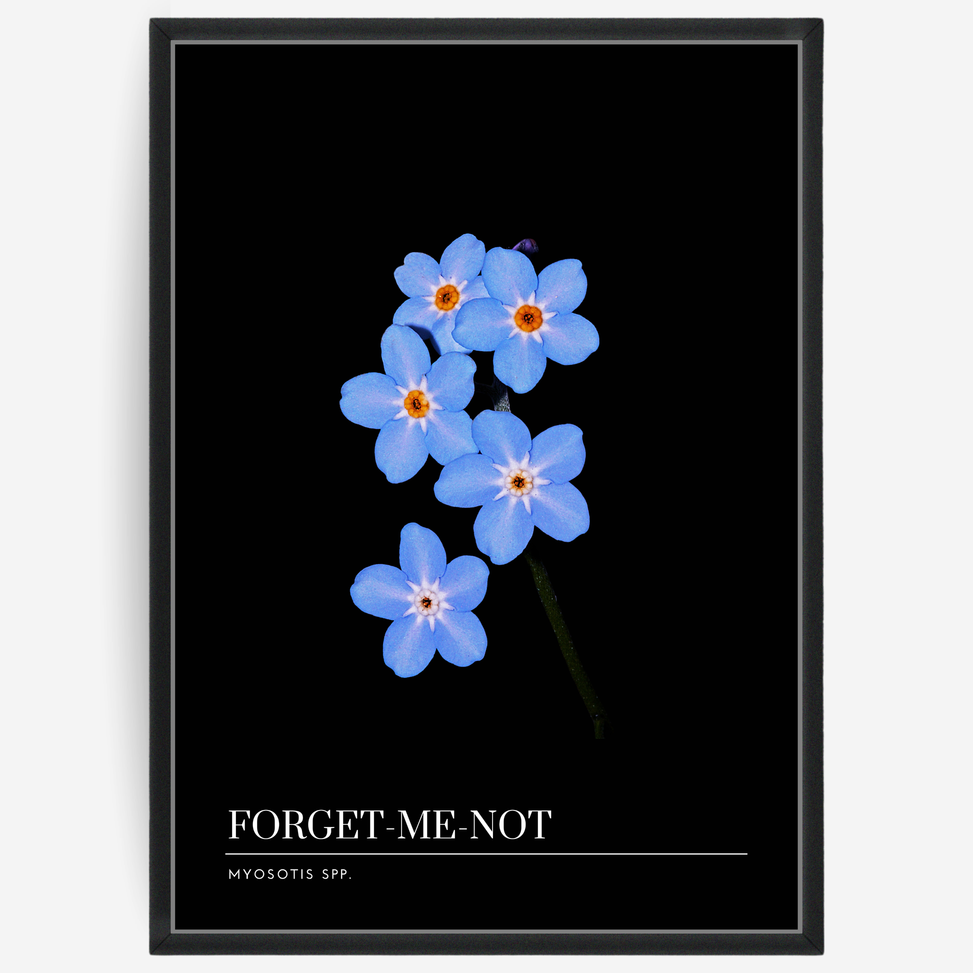 Botanical poster featuring a forget-me-not flower on a black background with a grey passepartout and text elements showing the English and Latin plant name.