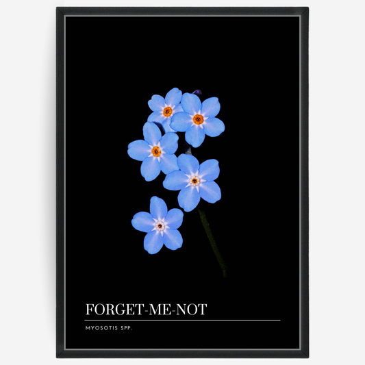 Botanical poster featuring a forget-me-not flower on a black background with a grey passepartout and text elements showing the English and Latin plant name.