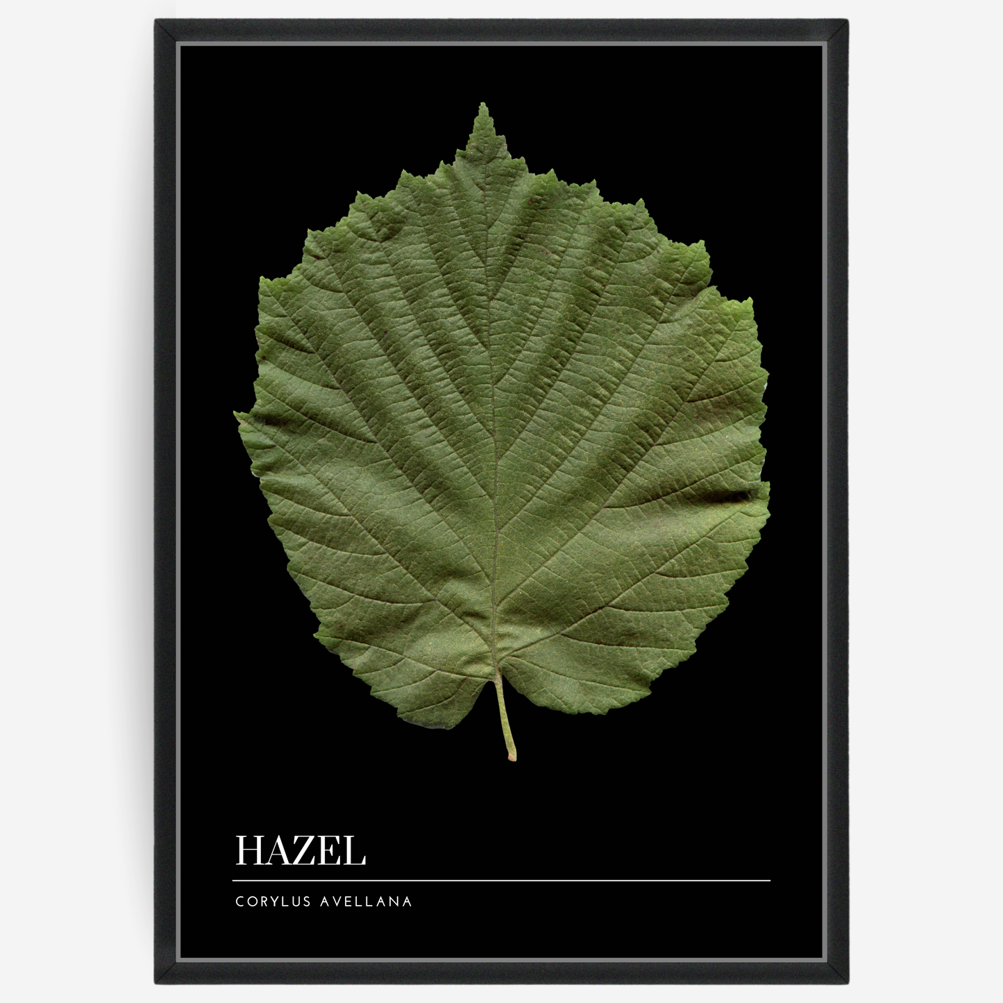 Botanical poster featuring a hazel leaf on a black background with a grey passepartout and text elements showing the English and Latin plant name.