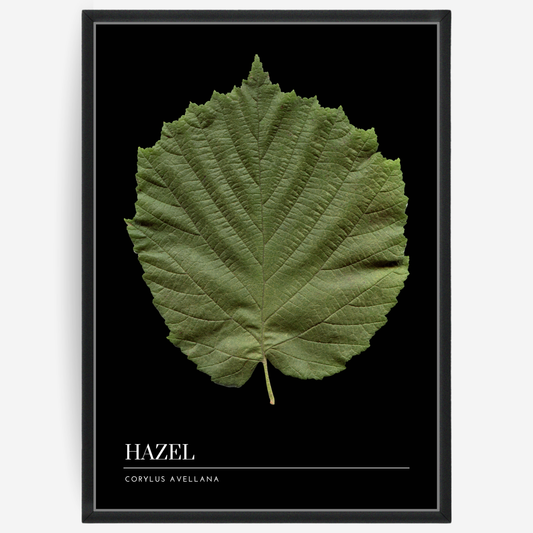 Botanical poster featuring a hazel leaf on a black background with a grey passepartout and text elements showing the English and Latin plant name.