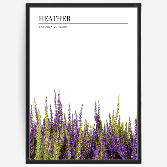 Botanical poster featuring heather bushes on a white background with a grey passepartout and text elements showing the English and Latin plant name.