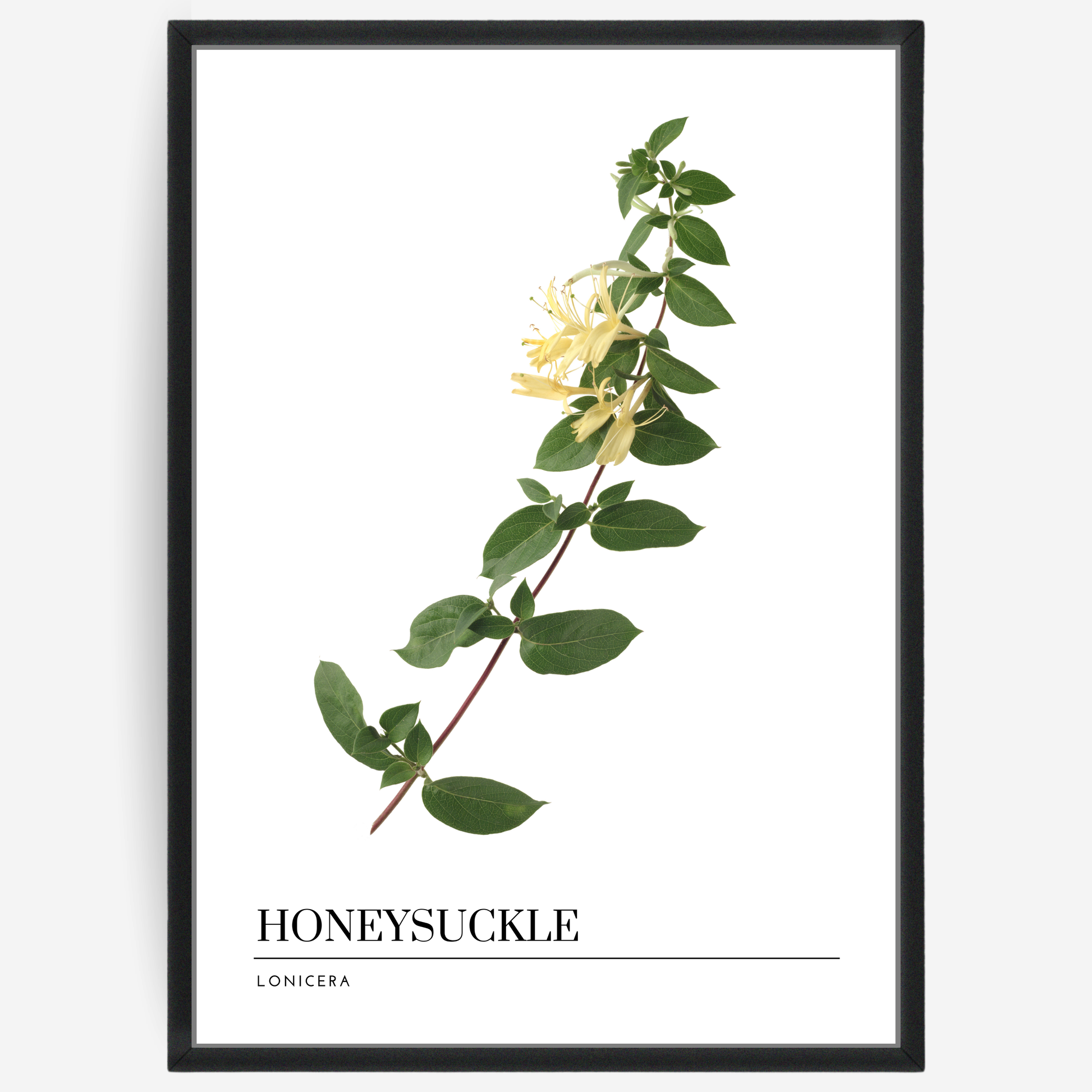 Botanical poster featuring a honeysuckle flower with stem and leafs white background with a grey passepartout and text elements showing the English and Latin plant name.