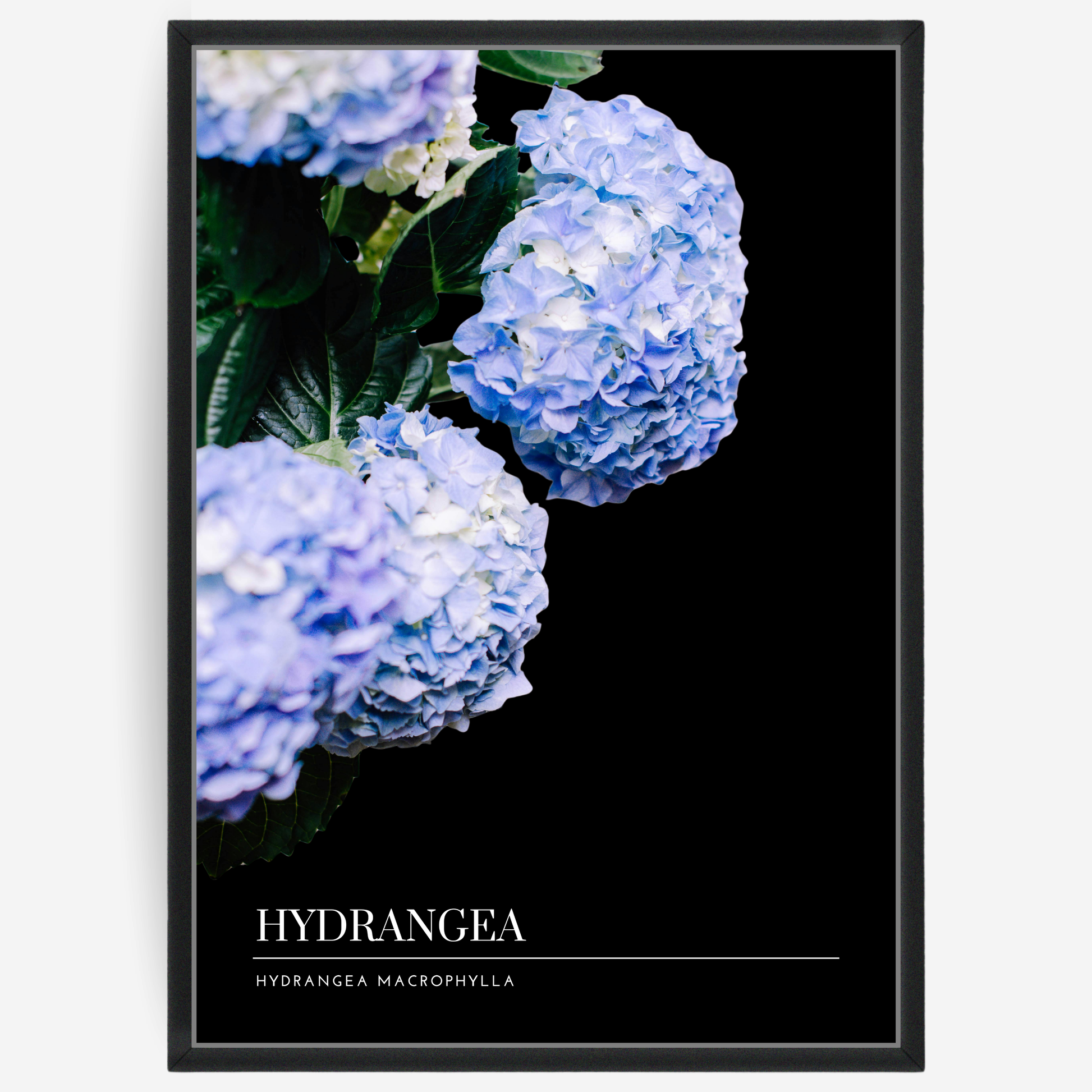 Botanical poster featuring a hydrangea bush on a black background with a grey passepartout and text elements showing the English and Latin plant name.