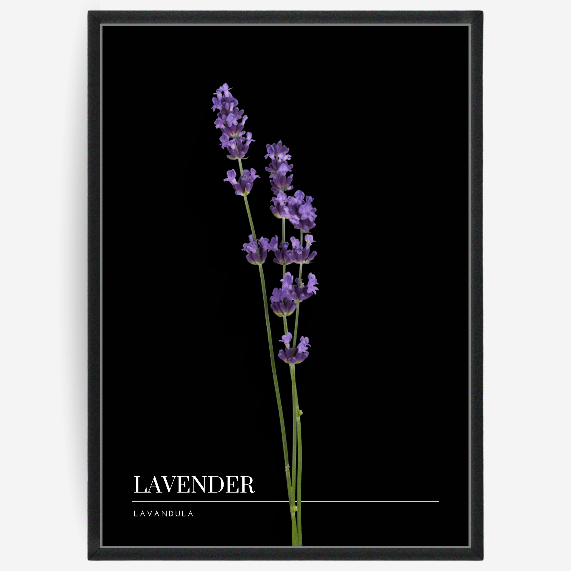Botanical poster featuring a lavender flower on a black background with a grey passepartout and text elements showing the English and Latin plant name.