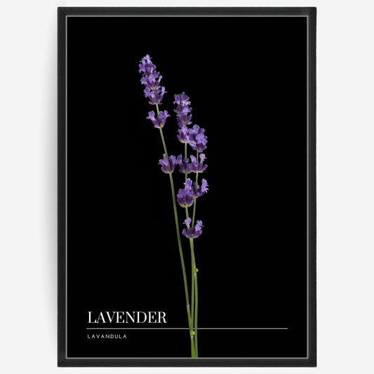 Botanical poster featuring a lavender flower on a black background with a grey passepartout and text elements showing the English and Latin plant name.