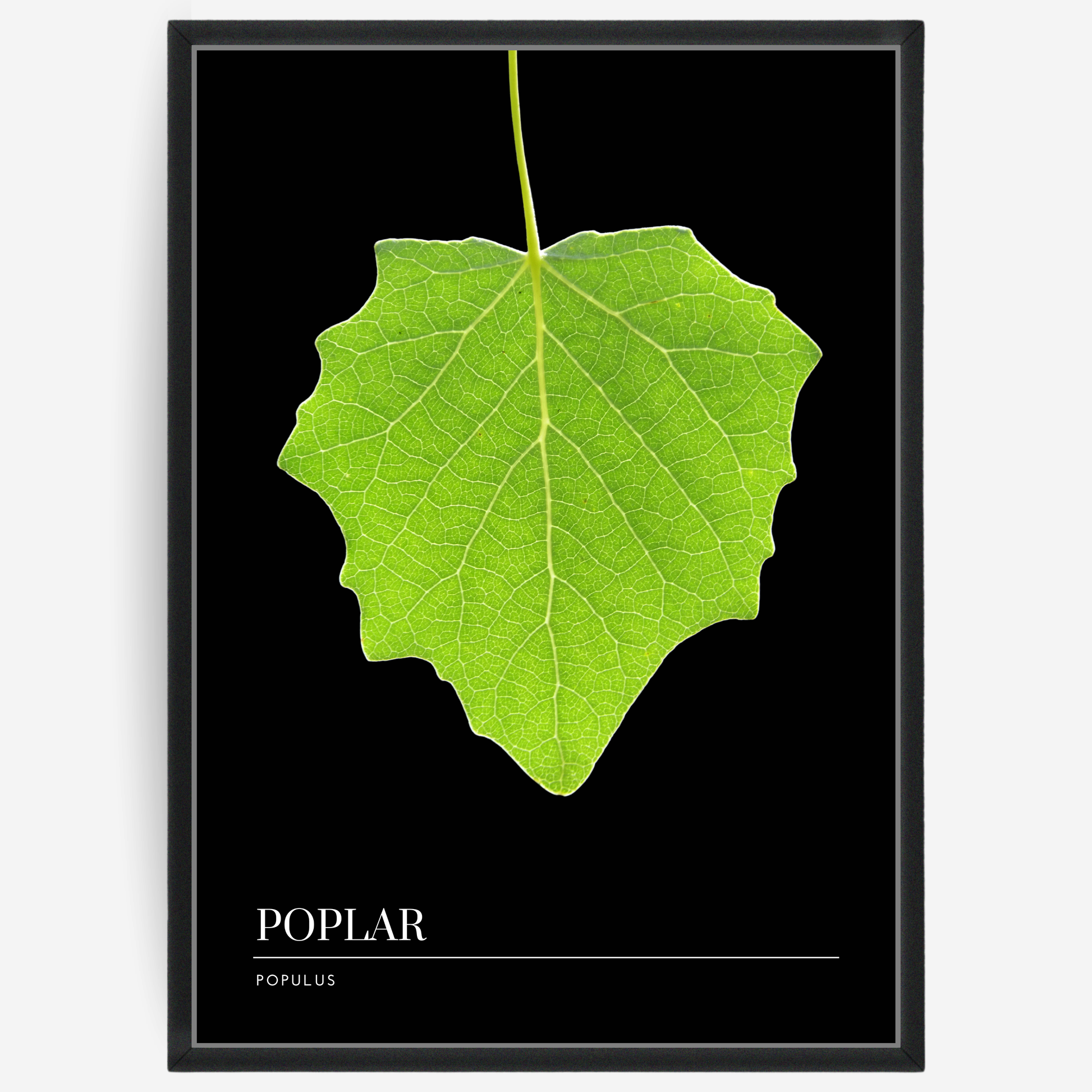 Botanical poster featuring a poplar leaf on a black background with a grey passepartout and text elements showing the English and Latin plant name.