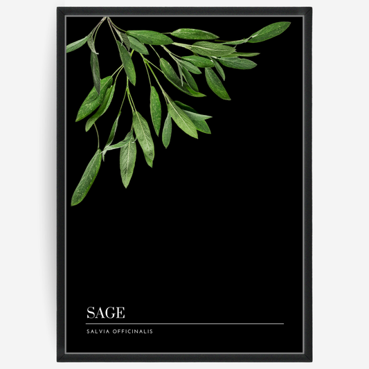 Botanical poster featuring sage leaves on a black background with a grey passepartout and text elements showing the English and Latin plant name.