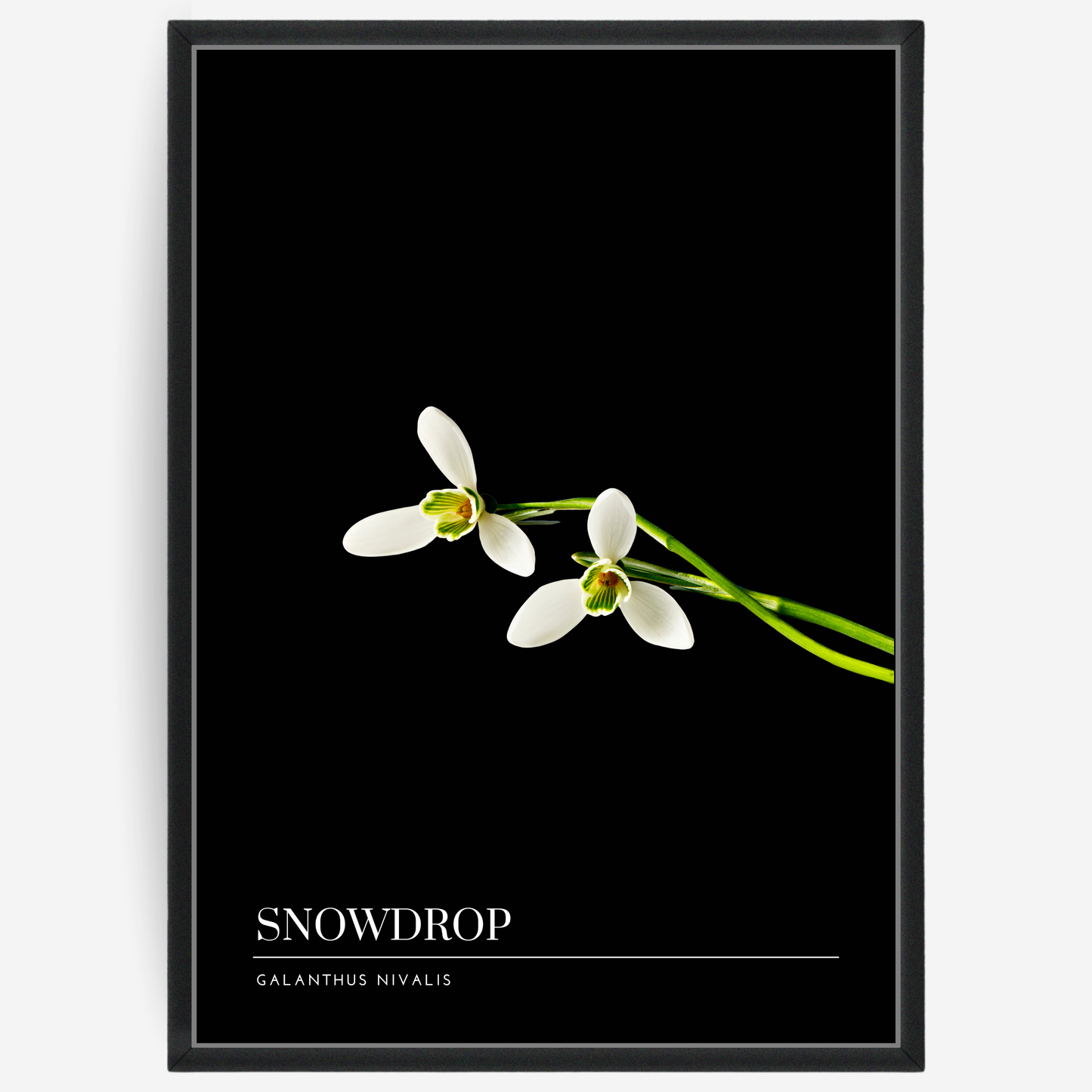 Botanical poster featuring to snowdrop flowers on a black background with a grey passepartout and text elements showing the English and Latin plant name.