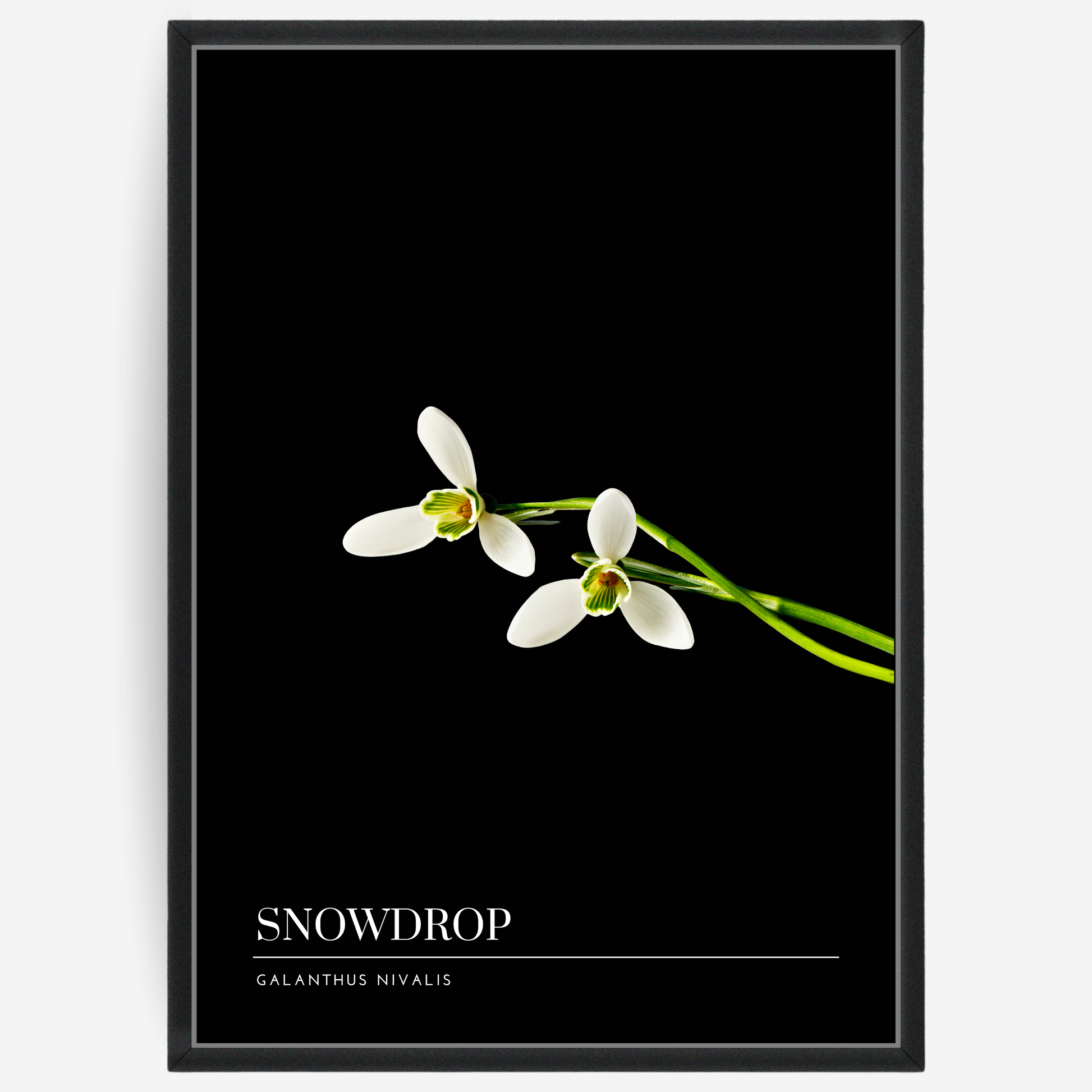 Botanical poster featuring to snowdrop flowers on a black background with a grey passepartout and text elements showing the English and Latin plant name.
