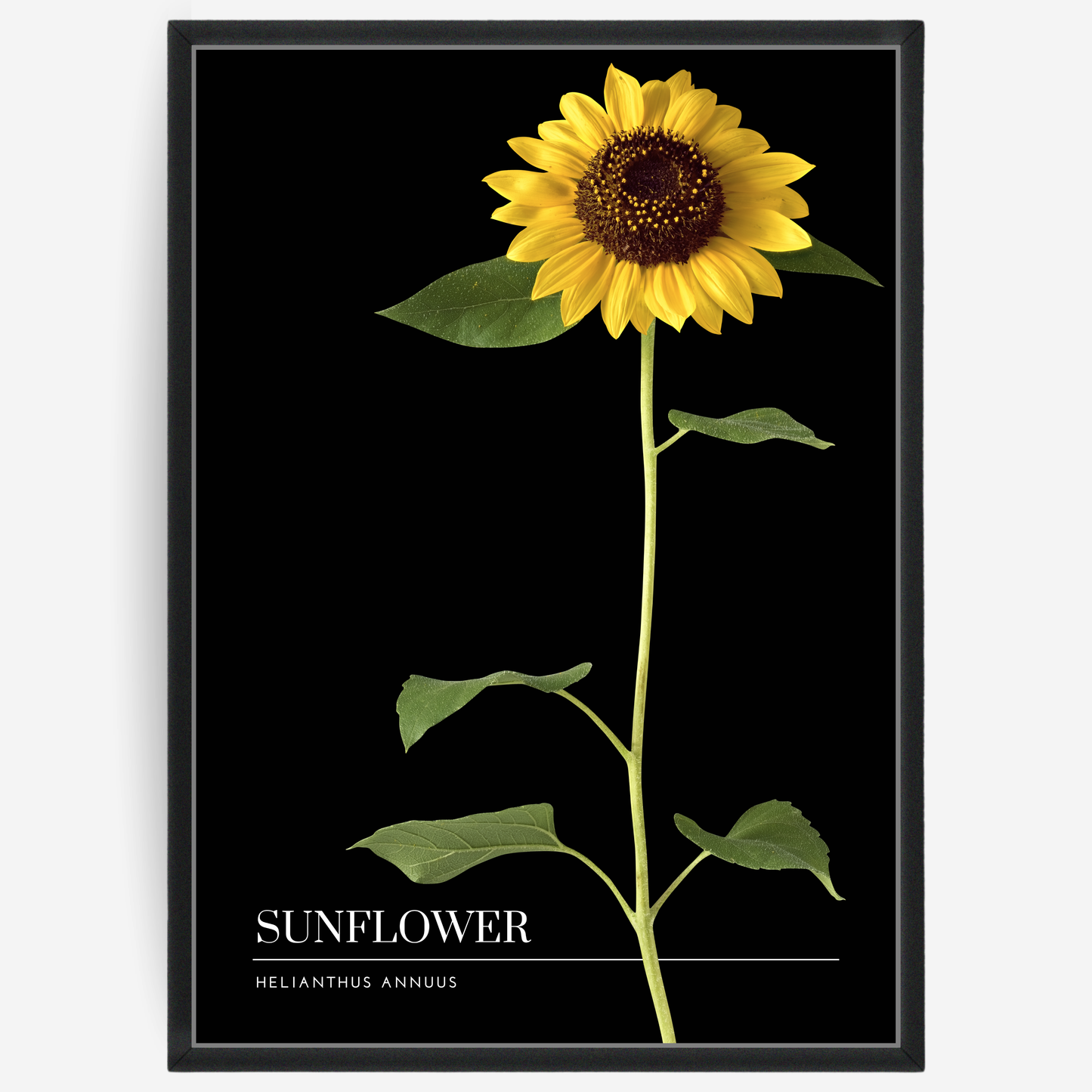Botanical poster featuring a a sunflower on a black background with a grey passepartout and text elements showing the English and Latin plant name.