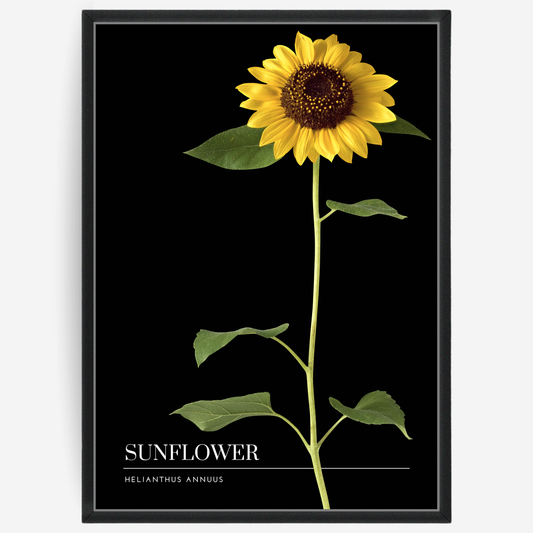 Botanical poster featuring a a sunflower on a black background with a grey passepartout and text elements showing the English and Latin plant name.