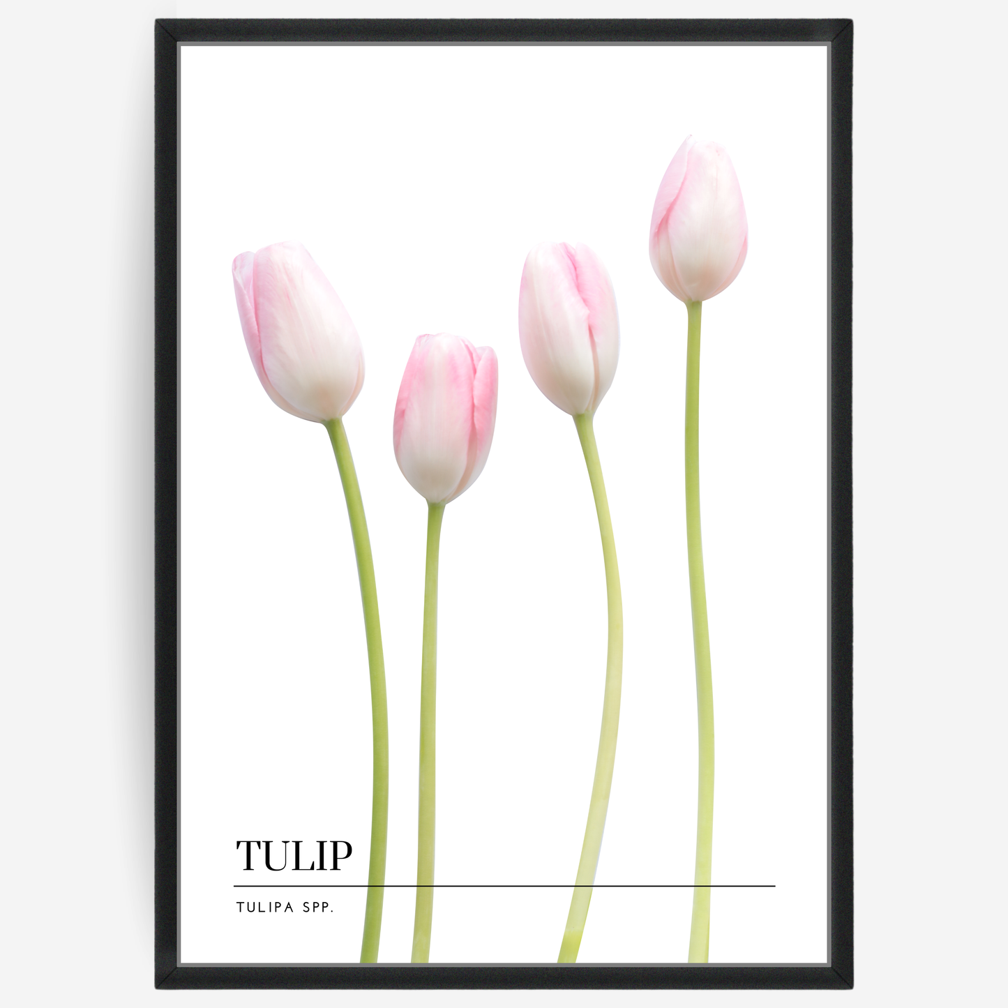 Botanical poster featuring four pink tulip flowers on a white background with a grey passepartout and text elements showing the English and Latin plant name.
