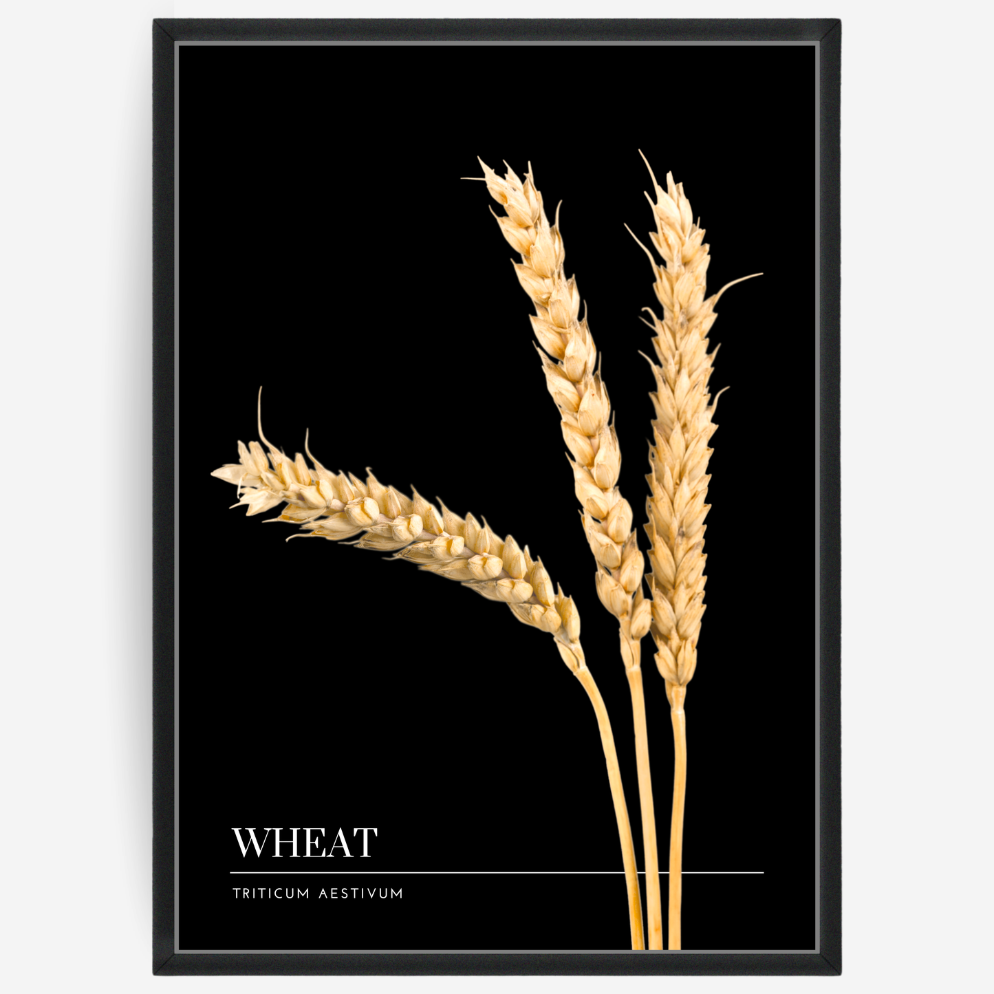 Botanical poster featuring three wheat straws on a black background with a grey passepartout and text elements showing the English and Latin plant name.