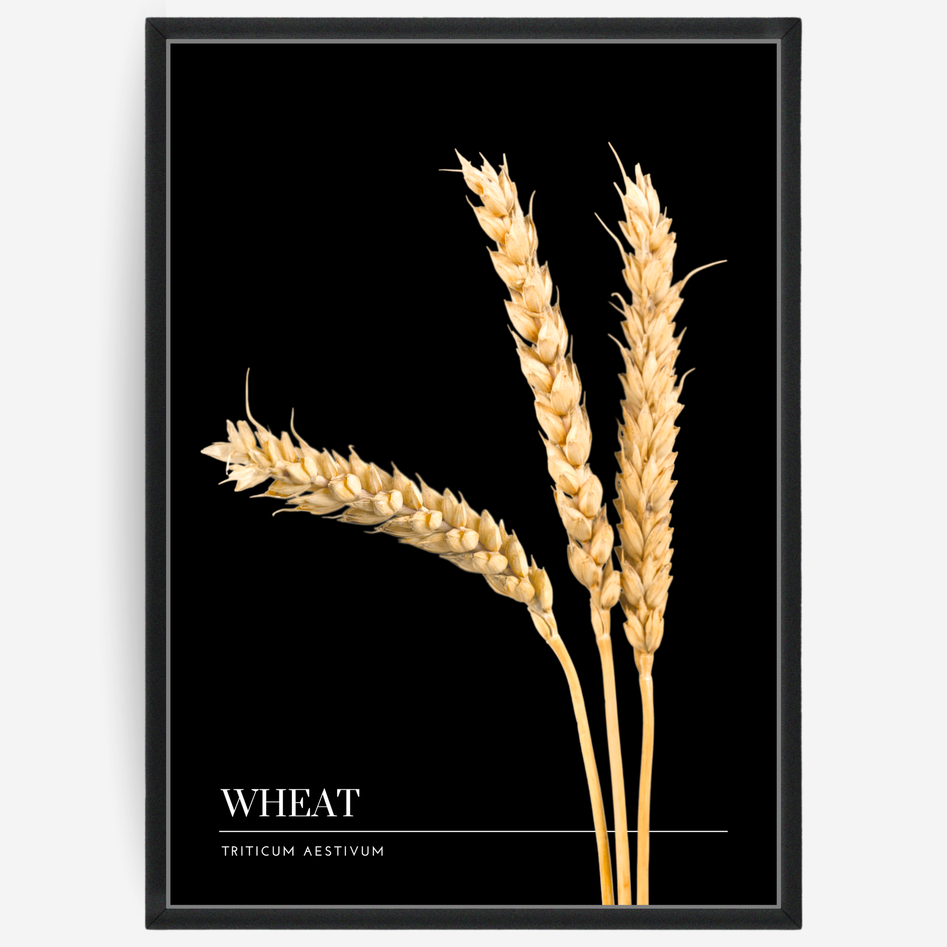 Botanical poster featuring three wheat straws on a black background with a grey passepartout and text elements showing the English and Latin plant name.