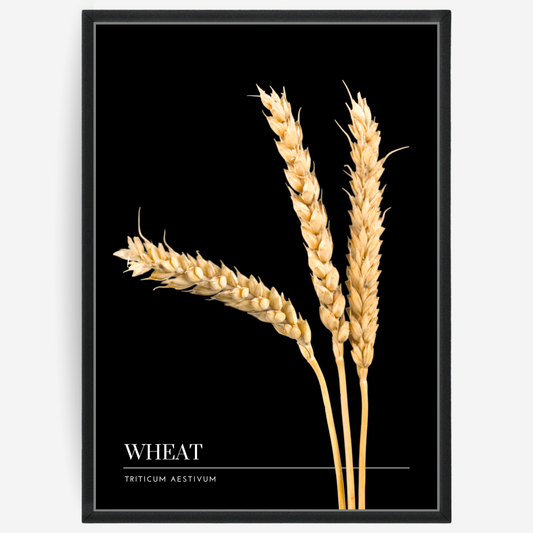 Botanical poster featuring three wheat straws on a black background with a grey passepartout and text elements showing the English and Latin plant name.